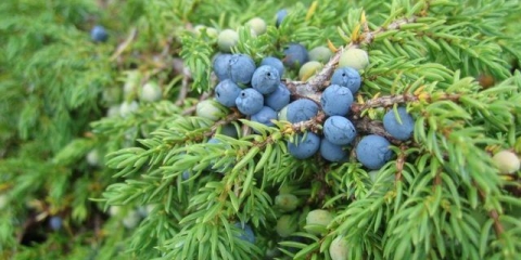 Šta je smreka: fotografija i opis